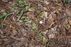 Stylisma patens angustifolia