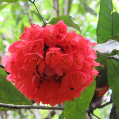 Brownea ariza