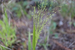 Panicum philadelphicum philadelphicum