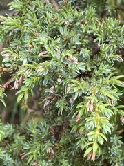 Juniperus brevifolia