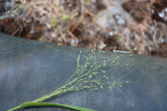 Panicum philadelphicum philadelphicum