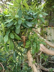Euphorbia neriifolia