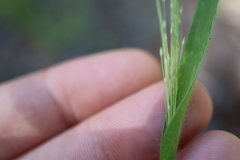 Panicum philadelphicum philadelphicum