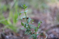 Scutellaria parvula