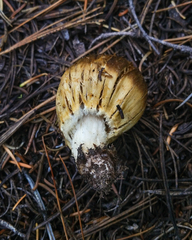 Cortinarius pinguis