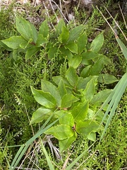 Vaccinium cylindraceum