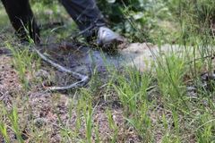 Panicum philadelphicum philadelphicum
