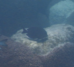 Ctenochaetus striatus