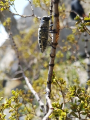 Lampetis dilaticollis