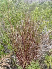 Schizachyrium condensatum