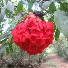 Brownea ariza