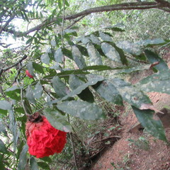 Brownea ariza