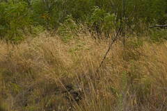 Deschampsia nubigena