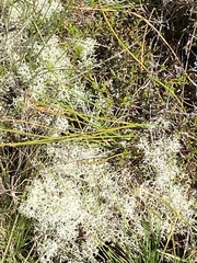 Cladonia azorica
