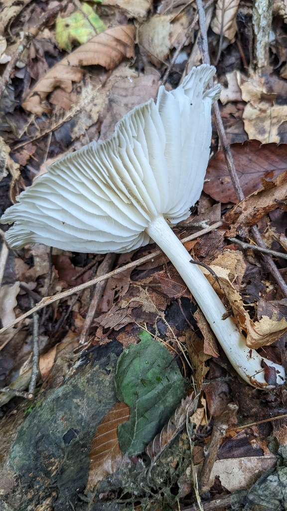 Megacollybia clitocyboidea · August 2022 · photo: © atsushi_nakajima_cirque (iNaturalist, cc-by)