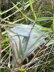 Pisaura acoreensis