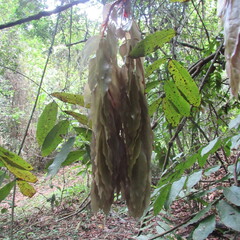 Brownea ariza