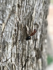 Camponotus decipiens