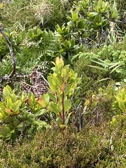 Vaccinium cylindraceum