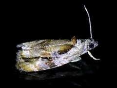 Zomaria interruptolineana