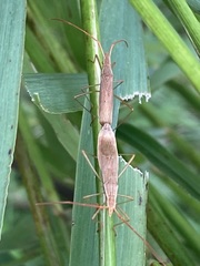Protenor