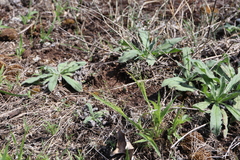 Panicum philadelphicum philadelphicum