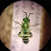 Wide-legged Sweat Bee - Photo (c) Dustin VanOverbeke, some rights reserved (CC BY), uploaded by Dustin VanOverbeke
