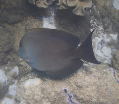 Ctenochaetus striatus