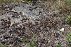 Panicum philadelphicum philadelphicum