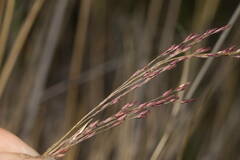 Panicum tenuifolium