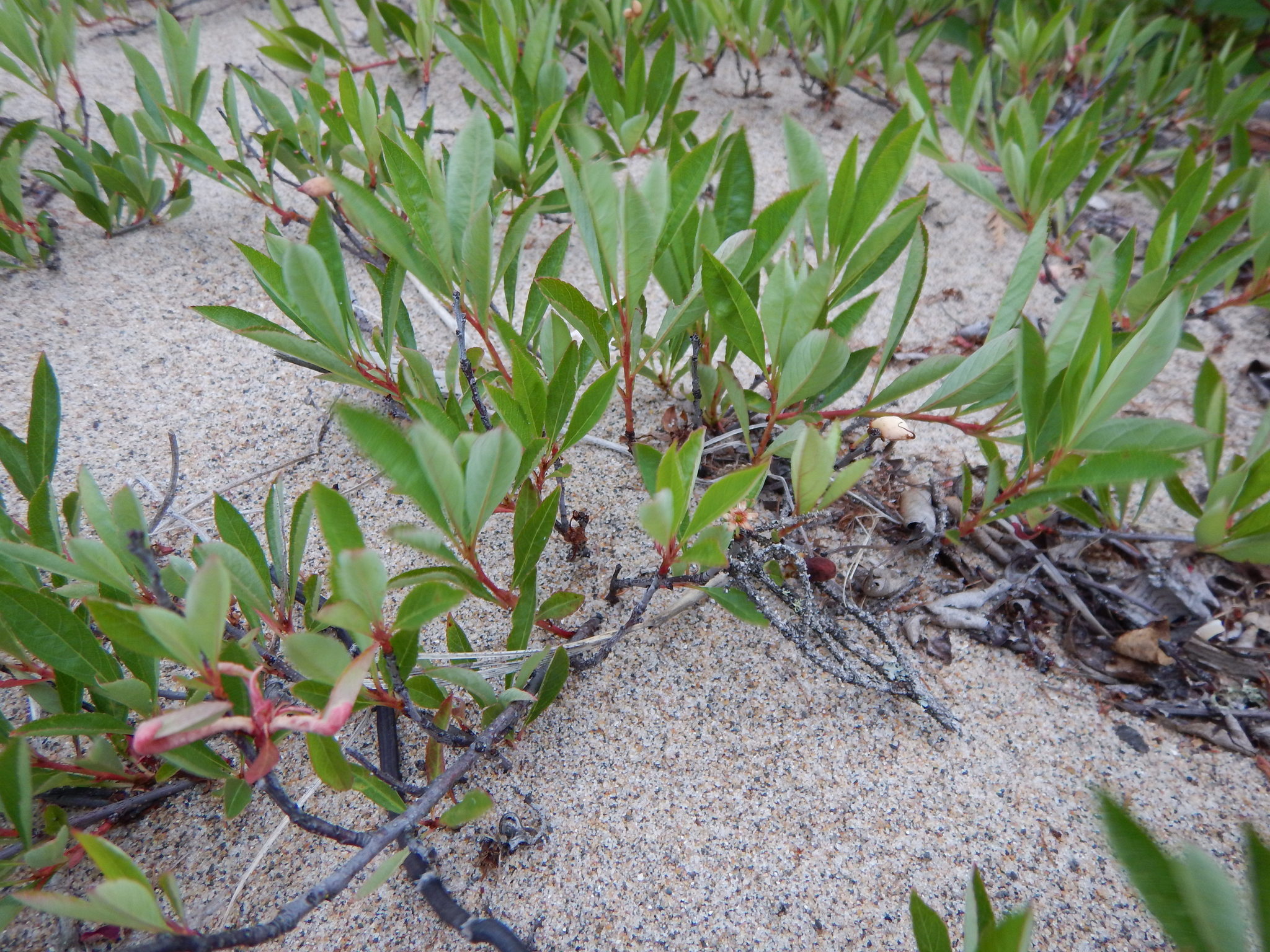 Prunus pumila