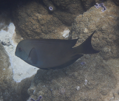 Ctenochaetus striatus