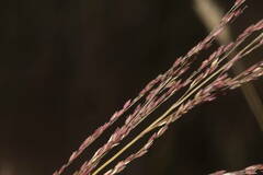 Panicum tenuifolium