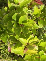 Vaccinium cylindraceum