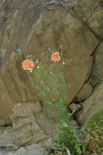 Image of Papaver armeniacum by (c) Oleg Kosterin, some rights reserved (CC BY)