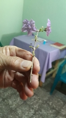 Plocosperma buxifolium