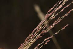 Panicum tenuifolium