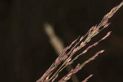 Panicum tenuifolium