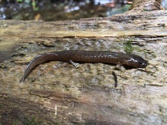 Desmognathus marmoratus