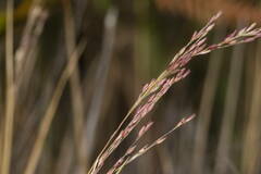Panicum tenuifolium