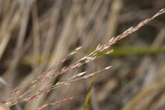 Panicum tenuifolium