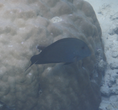 Ctenochaetus striatus