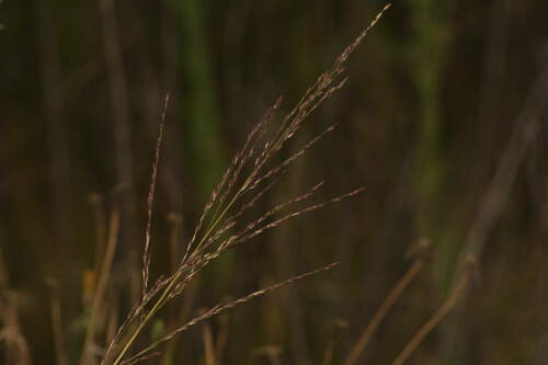 Panicum tenuifolium