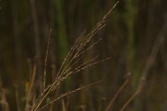 Panicum tenuifolium