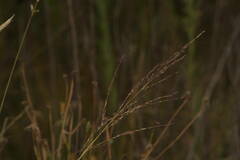 Panicum tenuifolium