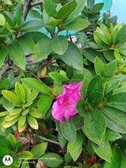 Rhododendron pulchrum phoeniceum