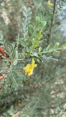 Caragana korshinskii