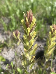 Castilleja cryptantha