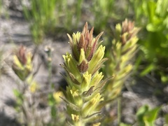 Castilleja cryptantha