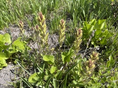 Castilleja cryptantha